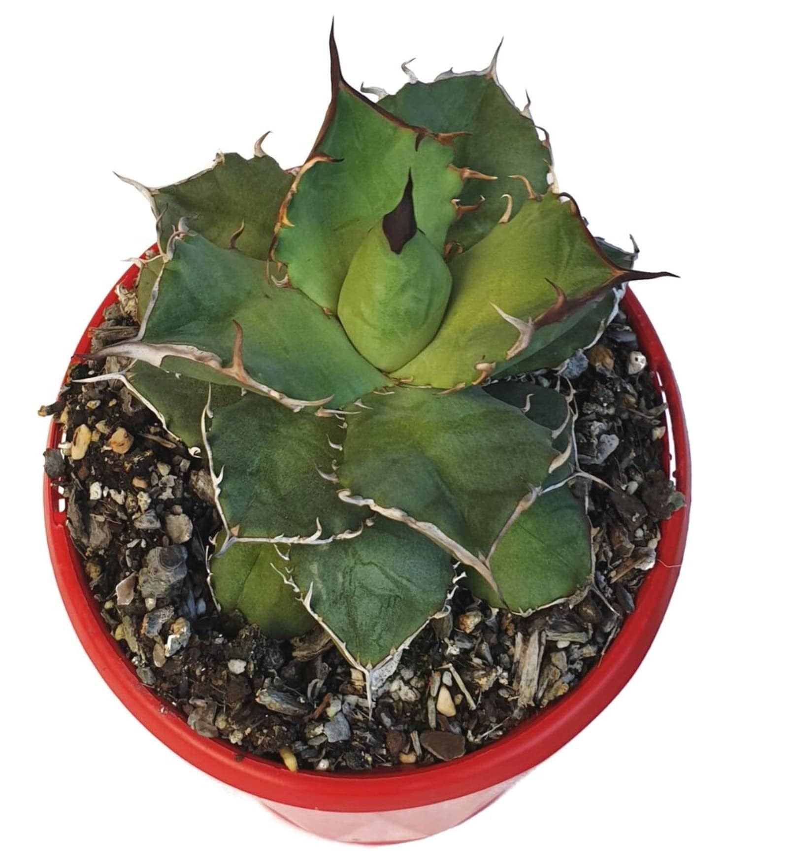 The Plant Paradise Agave TITANOTA : Amazon.in: Garden & Outdoors